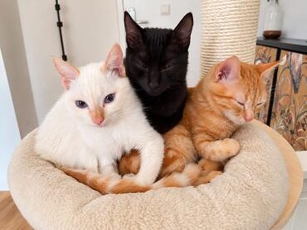 Carlito, neugieriges Pantherkitten, ca. 6 Monate *in 76149 K