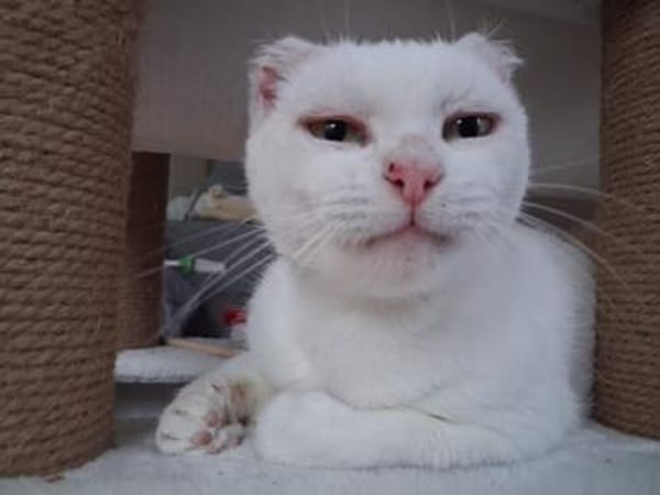 Unser liebes Katzenmädchen Diya sucht ihr goldenes Körbchen