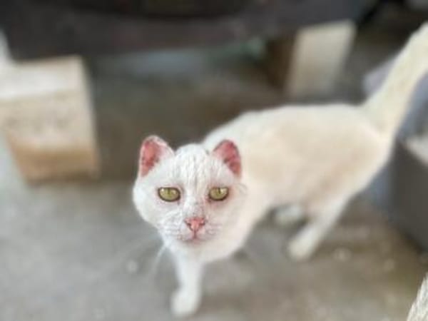 Unser liebes Katzenmädchen Diya sucht ihr goldenes Körbchen