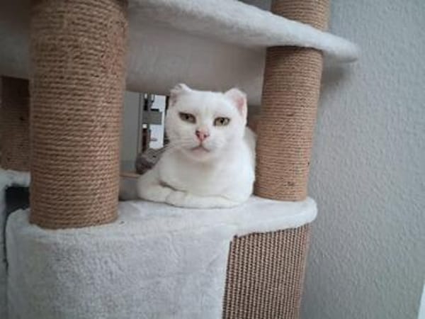 Unser liebes Katzenmädchen Diya sucht ihr goldenes Körbchen