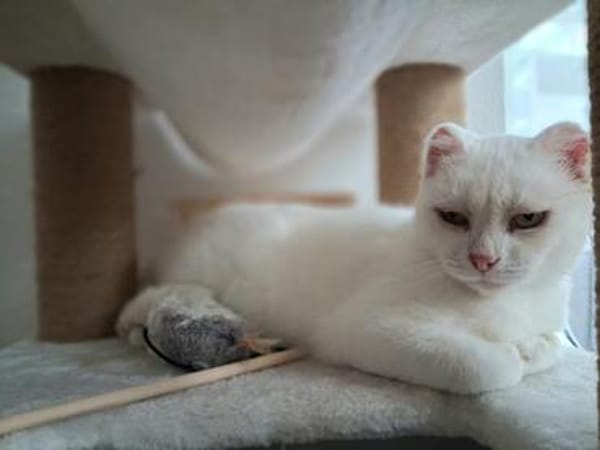 Unser liebes Katzenmädchen Diya sucht ihr goldenes Körbchen