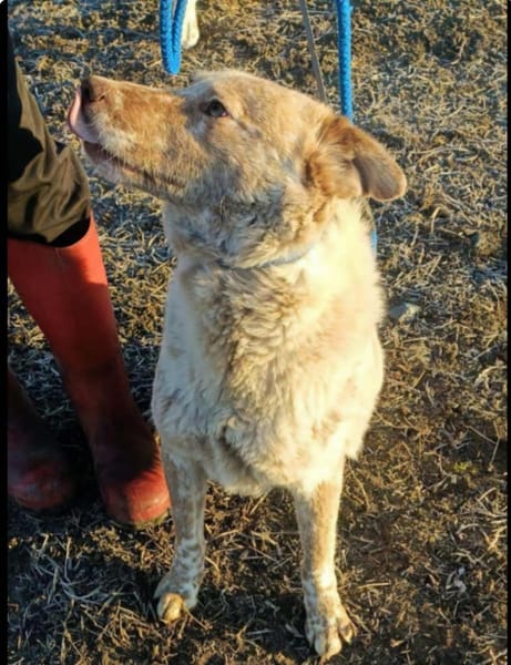 Sasha - sucht seinen Platz für's Leben