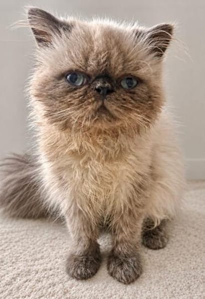 Cappuccino  bezaubernder Perserkater sucht liebevolles Zuha
