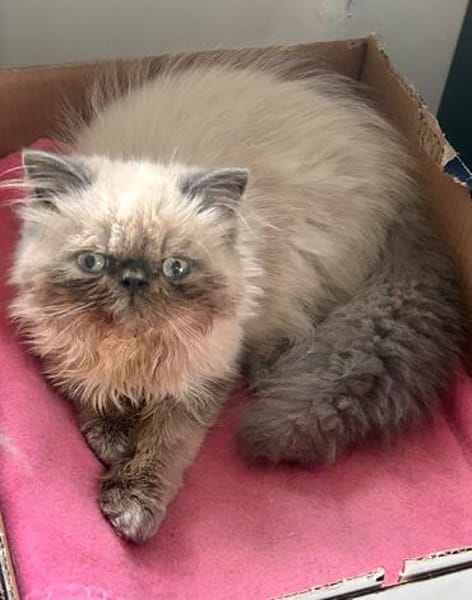 Cappuccino  bezaubernder Perserkater sucht liebevolles Zuha