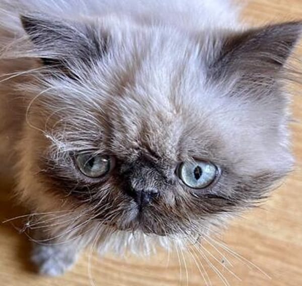 Cappuccino  bezaubernder Perserkater sucht liebevolles Zuha