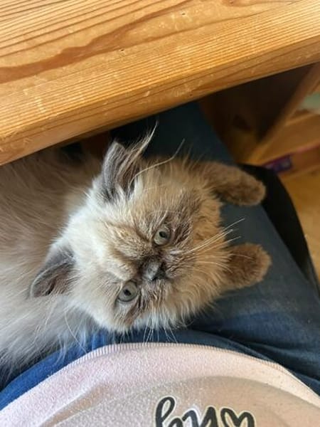Cappuccino  bezaubernder Perserkater sucht liebevolles Zuha