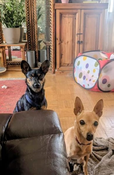 Die liebe Candy sucht ihr Zuhause