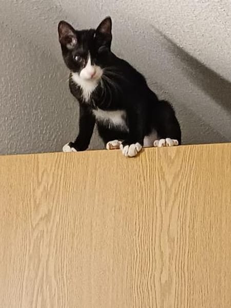 Pirat Loo sucht passendes Plätzchen