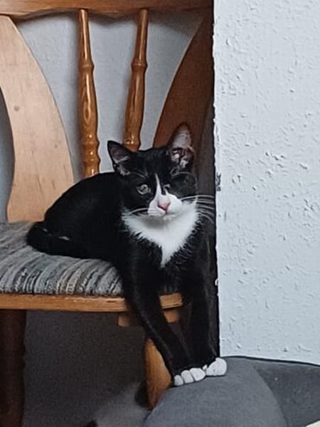 Pirat Loo sucht passendes Plätzchen
