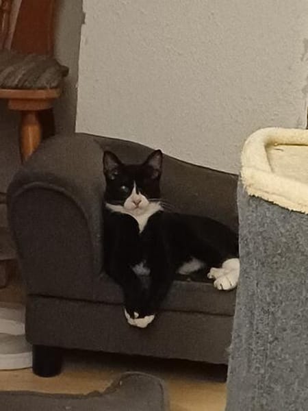 Pirat Loo sucht passendes Plätzchen