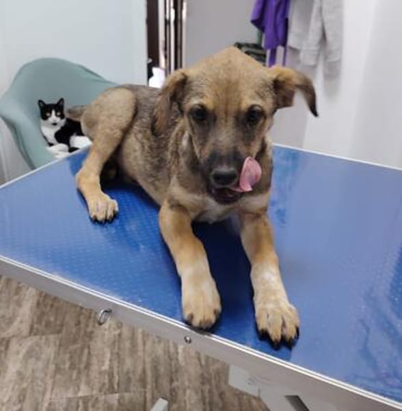 Franzl sucht sein Schloss