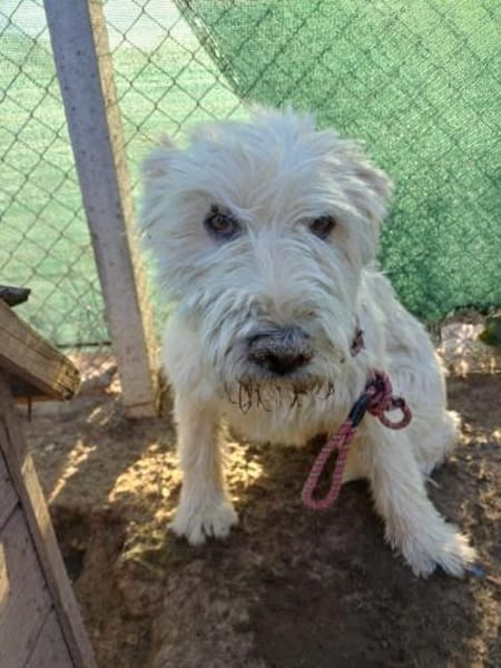 VICKY - Wuschel sucht Zuhause