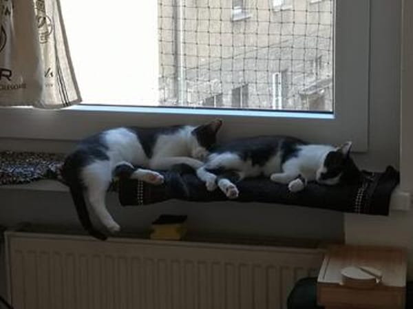 Die hübsche Freya sucht ihr Körbchen