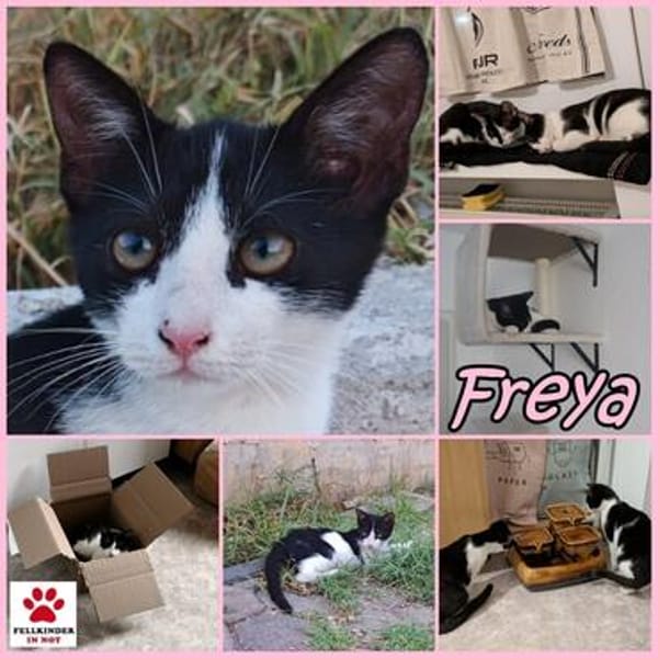 Die hübsche Freya sucht ihr Körbchen