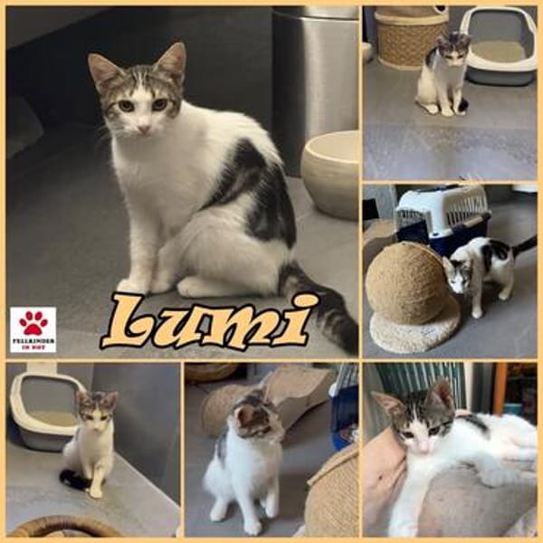 Süße Lumi sucht ein Zuhause