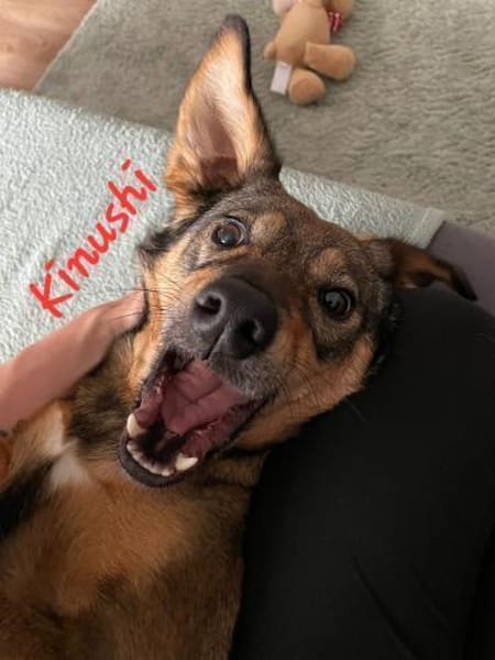Kinushi möchte endlich richtig ankommen