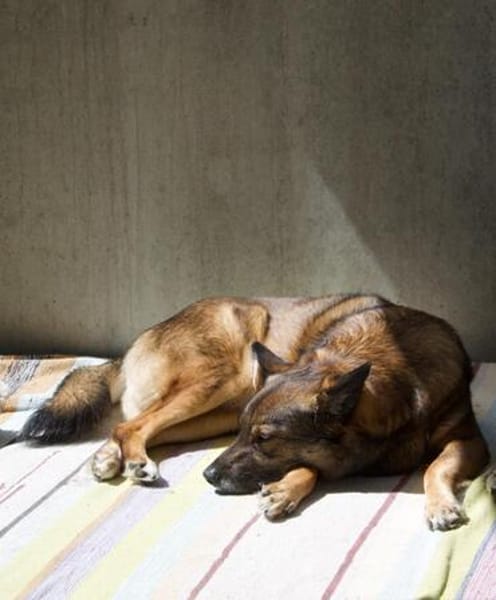 Dringend Zuhause in ländlichem reizfreien Umfeld gesucht