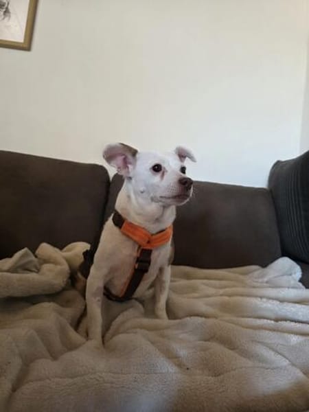 Alice - Familienhund sucht Familie