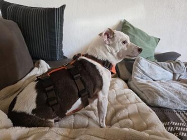 Alice - Familienhund sucht Familie