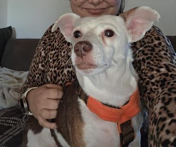 Alice - Familienhund sucht Familie