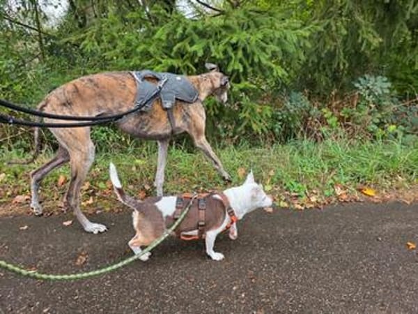 Alice - Familienhund sucht Familie