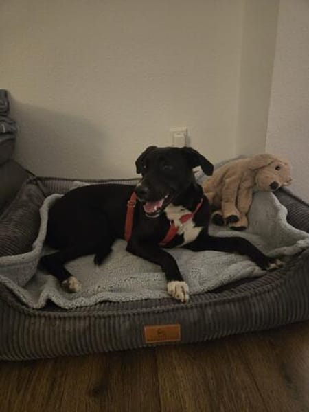 Charlene sucht ein Zuhause