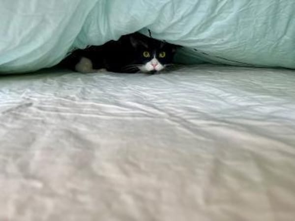 Finn m7/24 sucht sein Kuschel platz