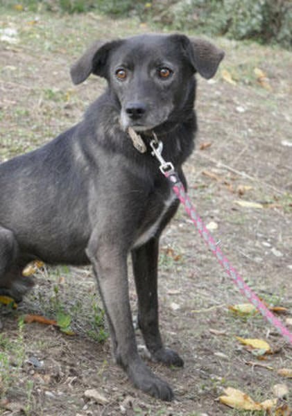 Earl ist ein bezaubernder Hundejunge!