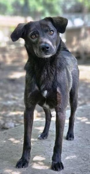 Earl ist ein bezaubernder Hundejunge!