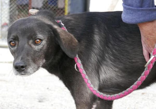 Earl ist ein bezaubernder Hundejunge!