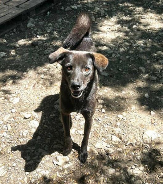 Earl ist ein bezaubernder Hundejunge!