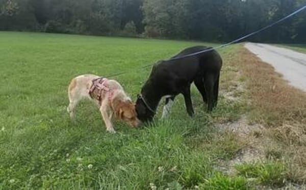 Alisa sucht Menschen mit großem Herz
