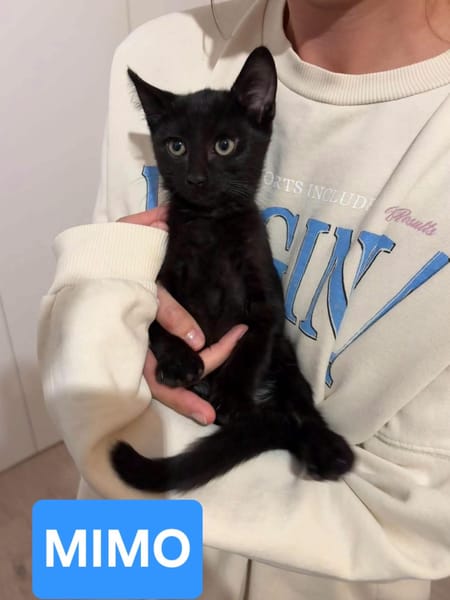 MIMO ET POMPONETTE À ADOPTER EN DUO OU SEUL SI DÉJÀ UN CHAT CHEZ VOUS