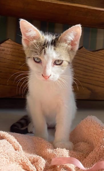 MIMO ET POMPONETTE À ADOPTER EN DUO OU SEUL SI DÉJÀ UN CHAT CHEZ VOUS