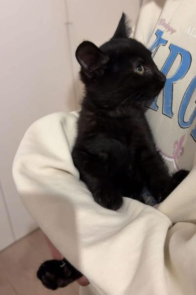 MIMO ET POMPONETTE À ADOPTER EN DUO OU SEUL SI DÉJÀ UN CHAT CHEZ VOUS