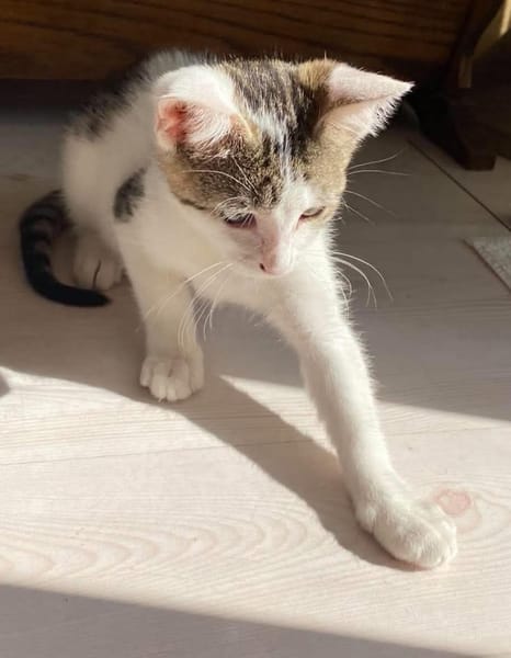 MIMO ET POMPONETTE À ADOPTER EN DUO OU SEUL SI DÉJÀ UN CHAT CHEZ VOUS