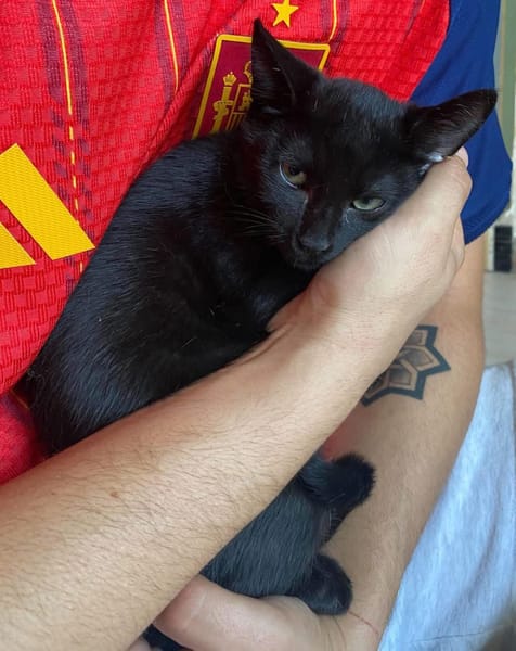 MIMO ET POMPONETTE À ADOPTER EN DUO OU SEUL SI DÉJÀ UN CHAT CHEZ VOUS