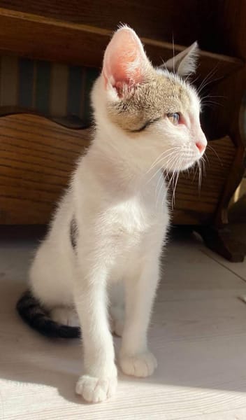 MIMO ET POMPONETTE À ADOPTER EN DUO OU SEUL SI DÉJÀ UN CHAT CHEZ VOUS