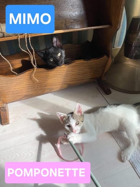 MIMO ET POMPONETTE À ADOPTER EN DUO OU SEUL SI DÉJÀ UN CHAT CHEZ VOUS