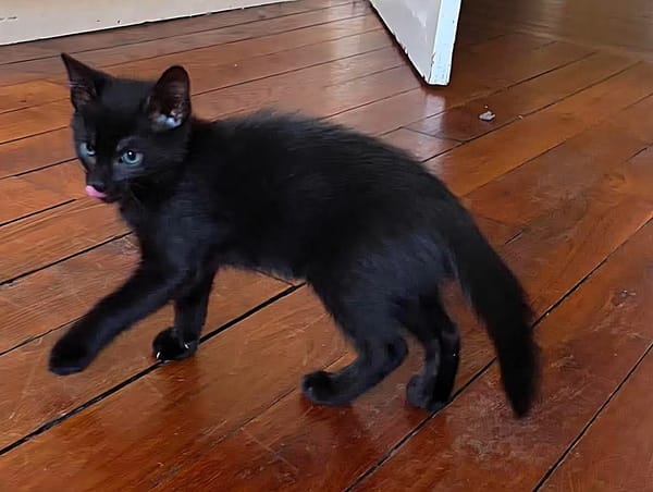 DOSON À ADOPTER AVEC UN CHAT DÉJÀ PRÉSENT CHEZ VOUS