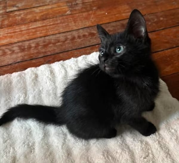 DOSON À ADOPTER AVEC UN CHAT DÉJÀ PRÉSENT CHEZ VOUS