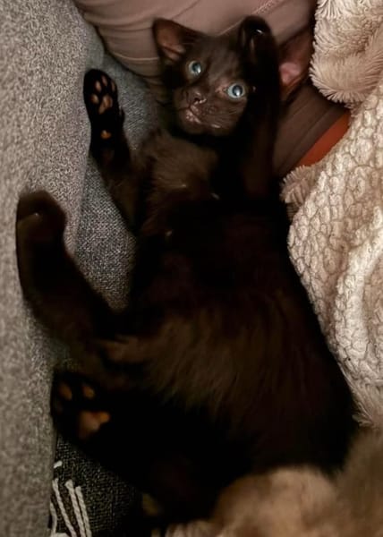 DOSON À ADOPTER AVEC UN CHAT DÉJÀ PRÉSENT CHEZ VOUS