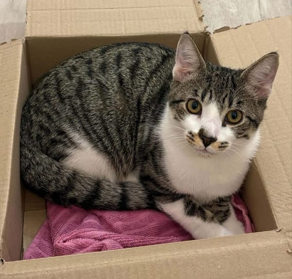 ZEKROM ET RESHIRAM À ADOPTÉ ENSEMBLE OU SEUL SI DÉJÀ UN CHAT PRÉSENT CHEZ VOUS