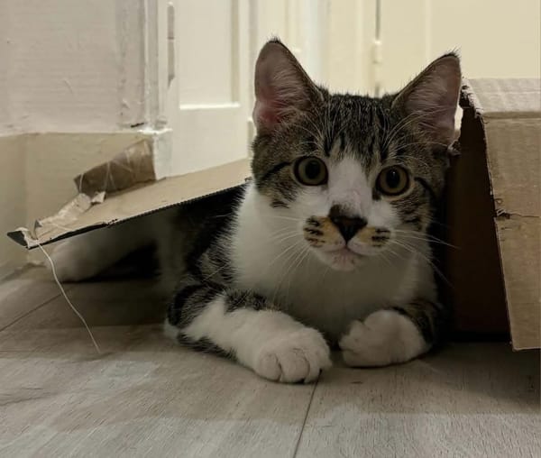ZEKROM ET RESHIRAM À ADOPTÉ ENSEMBLE OU SEUL SI DÉJÀ UN CHAT PRÉSENT CHEZ VOUS