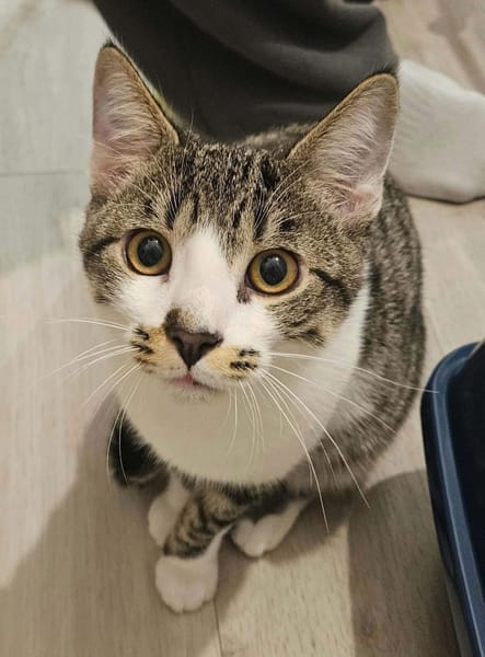 ZEKROM ET RESHIRAM À ADOPTÉ ENSEMBLE OU SEUL SI DÉJÀ UN CHAT PRÉSENT CHEZ VOUS