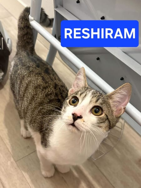 ZEKROM ET RESHIRAM À ADOPTÉ ENSEMBLE OU SEUL SI DÉJÀ UN CHAT PRÉSENT CHEZ VOUS