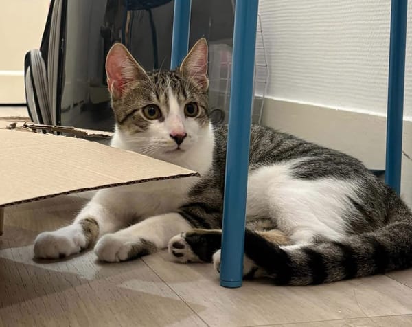 ZEKROM ET RESHIRAM À ADOPTÉ ENSEMBLE OU SEUL SI DÉJÀ UN CHAT PRÉSENT CHEZ VOUS