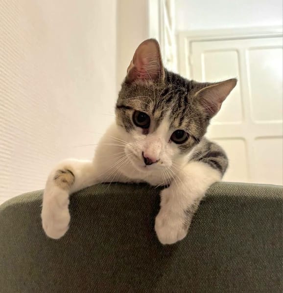 ZEKROM ET RESHIRAM À ADOPTÉ ENSEMBLE OU SEUL SI DÉJÀ UN CHAT PRÉSENT CHEZ VOUS