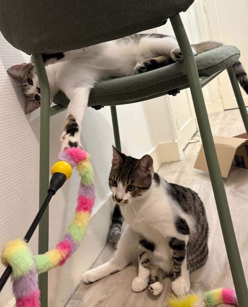 ZEKROM ET RESHIRAM À ADOPTÉ ENSEMBLE OU SEUL SI DÉJÀ UN CHAT PRÉSENT CHEZ VOUS