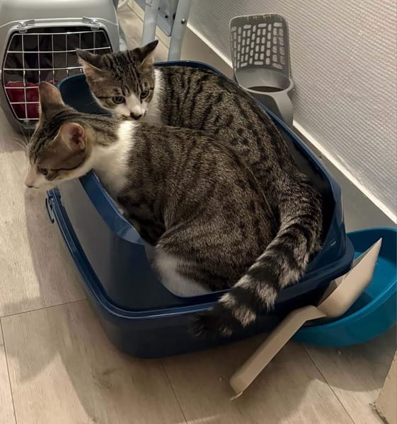 ZEKROM ET RESHIRAM À ADOPTÉ ENSEMBLE OU SEUL SI DÉJÀ UN CHAT PRÉSENT CHEZ VOUS